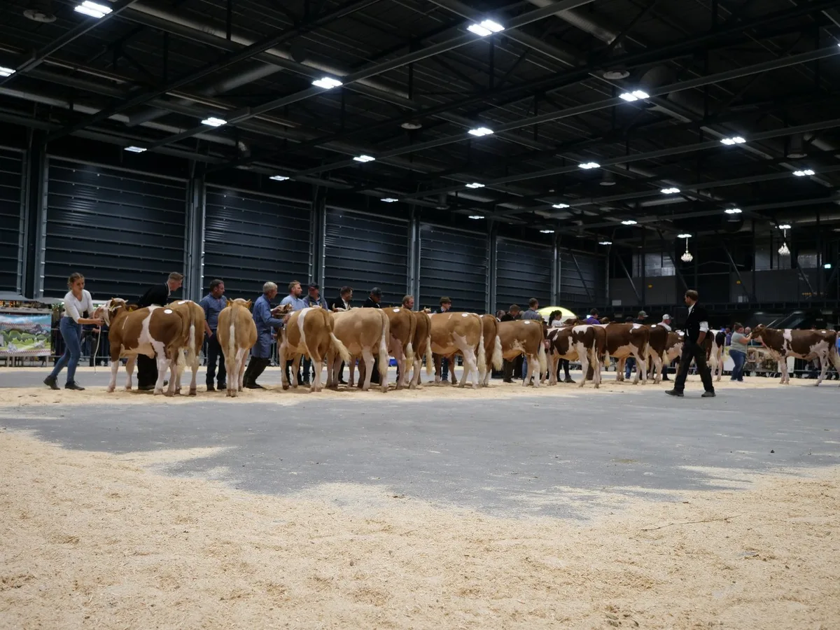 P1211936 Bekannte Simmentaler- und Swiss-Fleckvieh-Stiere sind Träger unterwünschter Haplotypen