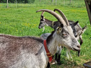 Kleinvieh, wie Schafe und Ziegen, sind ins Visier der Wölfe geraten. Das stellt auch Halterinnen und Halter von kleinen Herden vor grosse Herausforderungen. Was muss ein Zaun genau können?