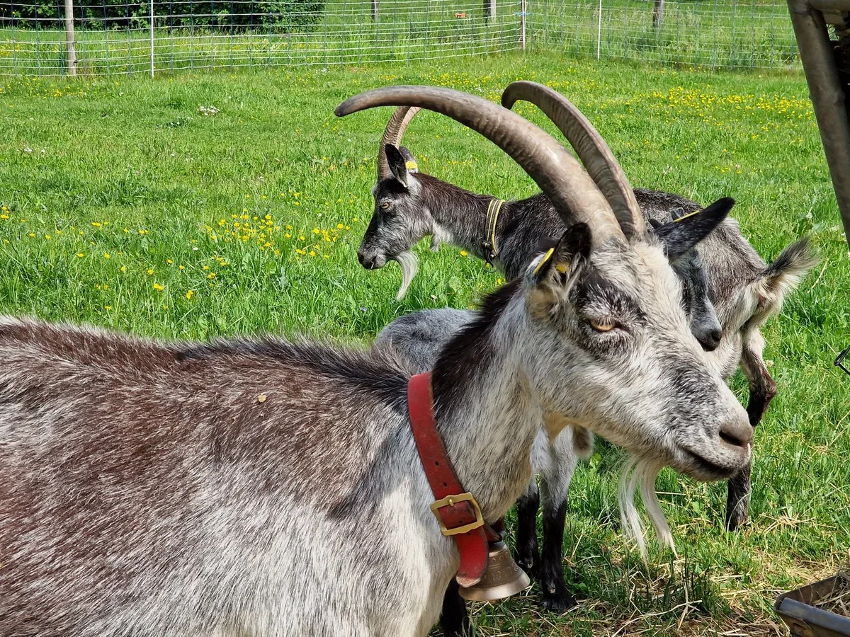 20220513_161301 Wolfszäune für Kleinvieh zwischen Praxis und Gesetz