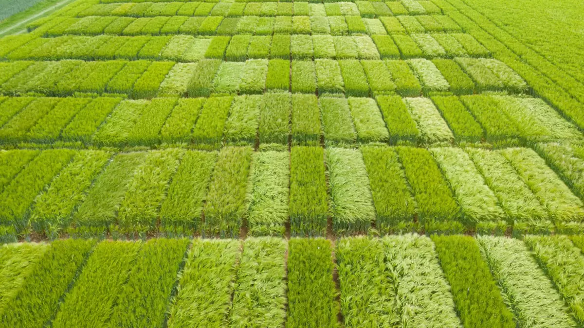 Die Ergebnisse aus dem Versuchsnetz bilden zusätzlich zu den offiziellen Agroscope-Versuchen eine wertvolle Grundlage für die Liste empfohlener Sorten.