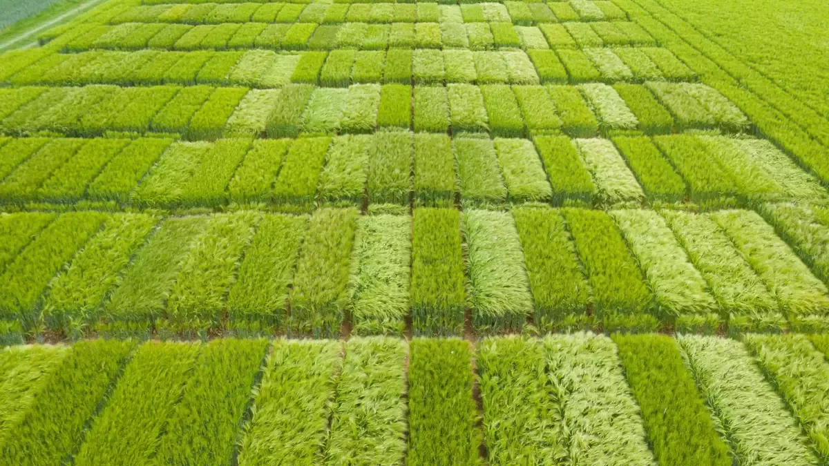 csm_sortenversuche_62a161d6a0 Die Ergebnisse aus dem Versuchsnetz bilden zusätzlich zu den offiziellen Agroscope-Versuchen eine wertvolle Grundlage für die Liste empfohlener Sorten.