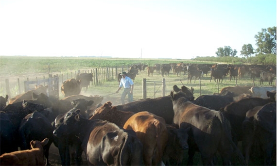 Beef-Farm in Argentinien. (Bild: Alister.flint)