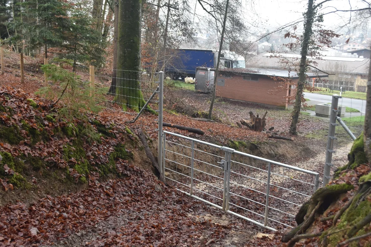 5088dd1fb70673f3d3bb157495a2d762714a6314 Beim Rastplatz Thayngen gibt es für Wildschweine kein Durchkommen mehr. (Bilder Thomas Güntert)