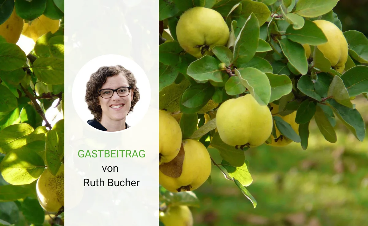 gastbeitrag_quitten Ein schwerer Abschied: Unser Quittenbaum hat seine letzte Ernte gebracht