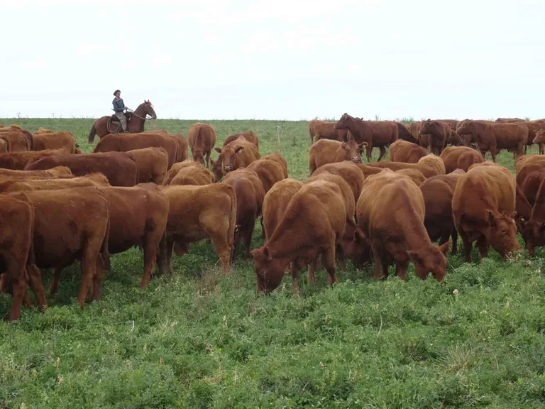 d7b57ab85676fc53be08daffbcb92e659823a300 Geht den Gauchos die Geduld aus? (mr)
