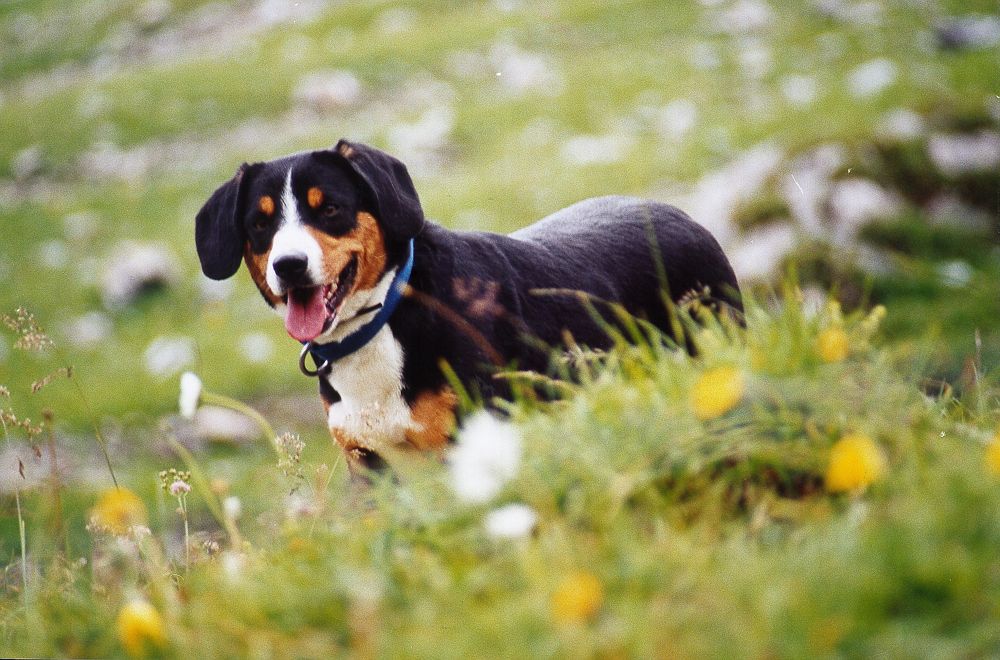 Hunde sind die häufigsten Opfer von Tierschutzvergehen (Bild BauZ)