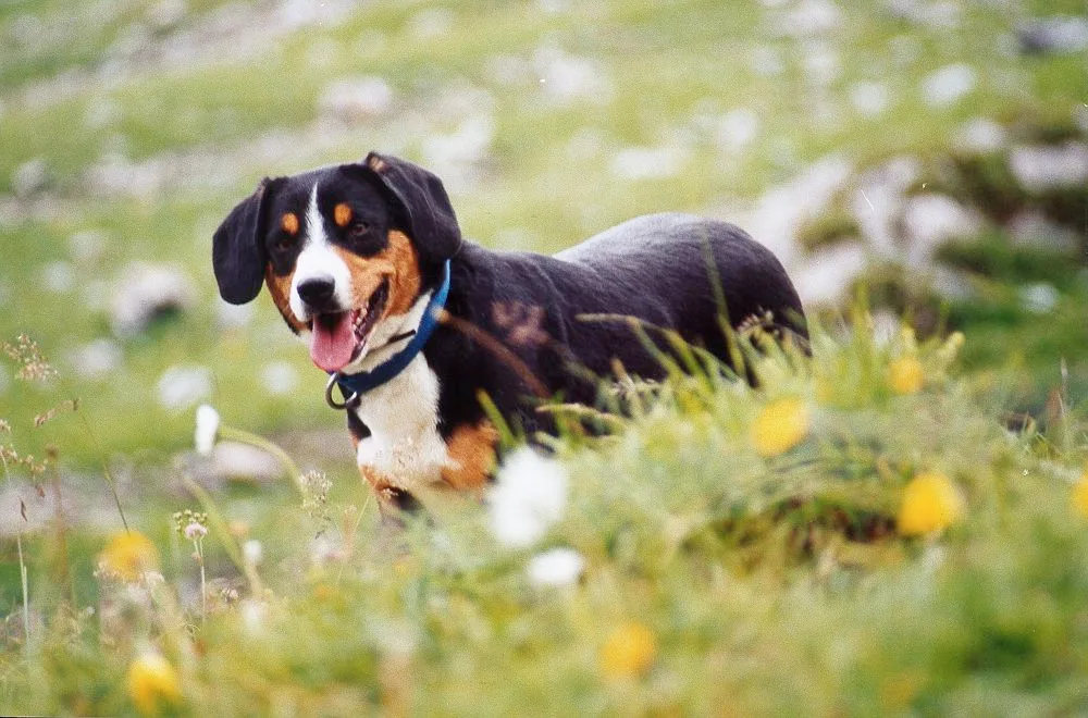 4610ac15b82c72f9f5f67ee2e260d5802e2453cd Hunde sind die häufigsten Opfer von Tierschutzvergehen (Bild BauZ)