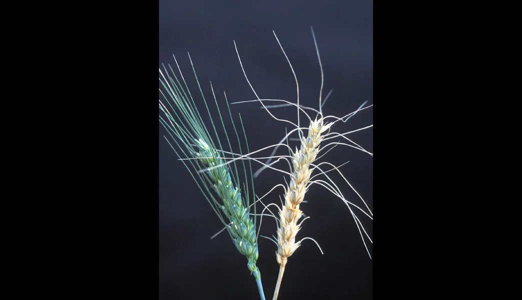 Eine gesunde Ähre (links) im Vergleich mit einer von Fusarium graminearum befallenen (rechts) (Bild Wikipedia)