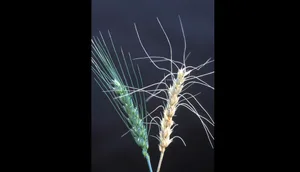 Eine gesunde Ähre (links) im Vergleich mit einer von Fusarium graminearum befallenen (rechts) (Bild Wikipedia)