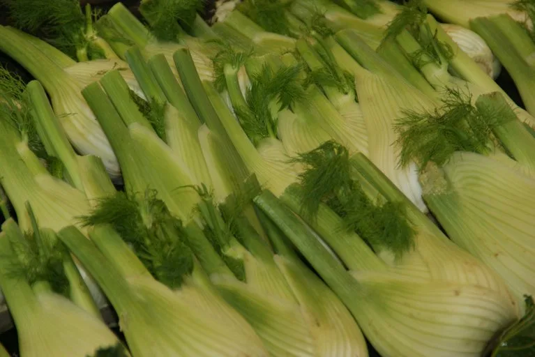 Fenchel ist ein Knollengemüse und hat jetzt Saison. (Bild lid)