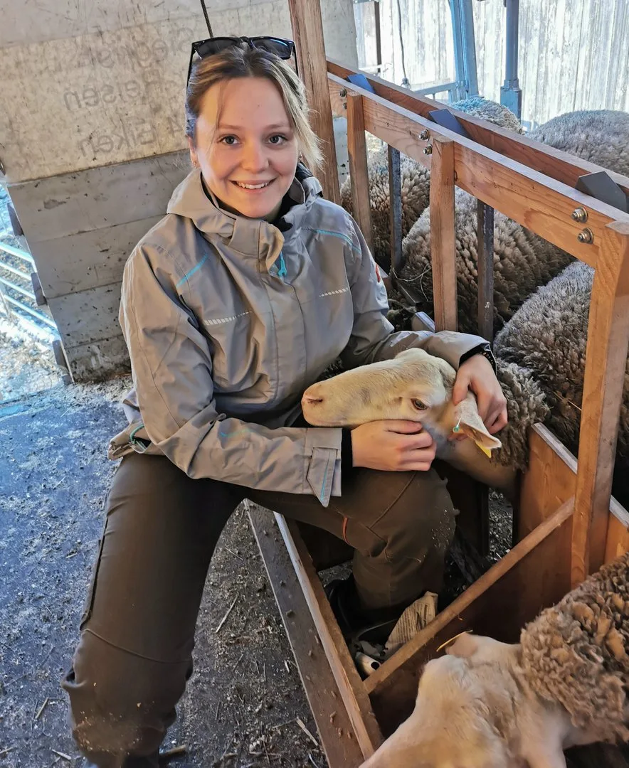 Cheryl_Frei_Blutabnahme_am_Ohr Laktationsketosen bei Milchschafen sind keine Einzelfälle