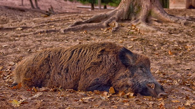 Pläne der Region Toskana, 250'000 der Tiere zu töten, hatten in den vergangenen Jahren für heftige Proteste gesorgt. (Bild Pixabay)