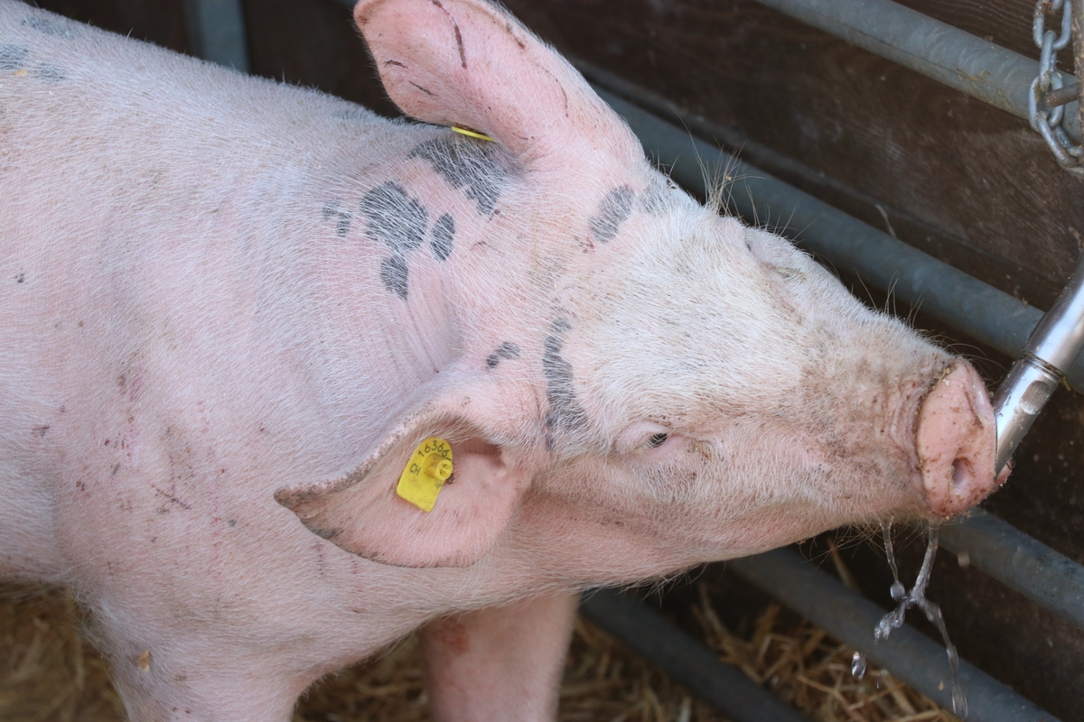 Saufen sorgt für einen kühlen Kopf