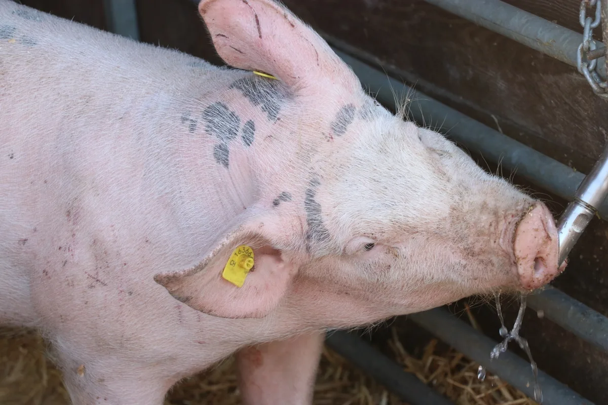 Ferkel_Wasser_trinken__1__Kopie Saufen sorgt für einen kühlen Kopf