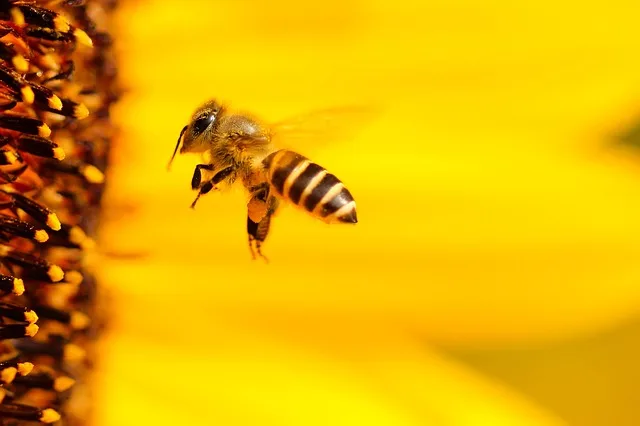 c8406c422c819bef607c6d8b47a3db8067608dc0 "Es braucht einen ambitionierteren Plan vorlegt, wie man Bienen besser schützen kann", erklärte der gesundheitspolitische Sprecher der Konservativen im EU-Parlament, Peter Liese. (Symbolbild Pixabay)