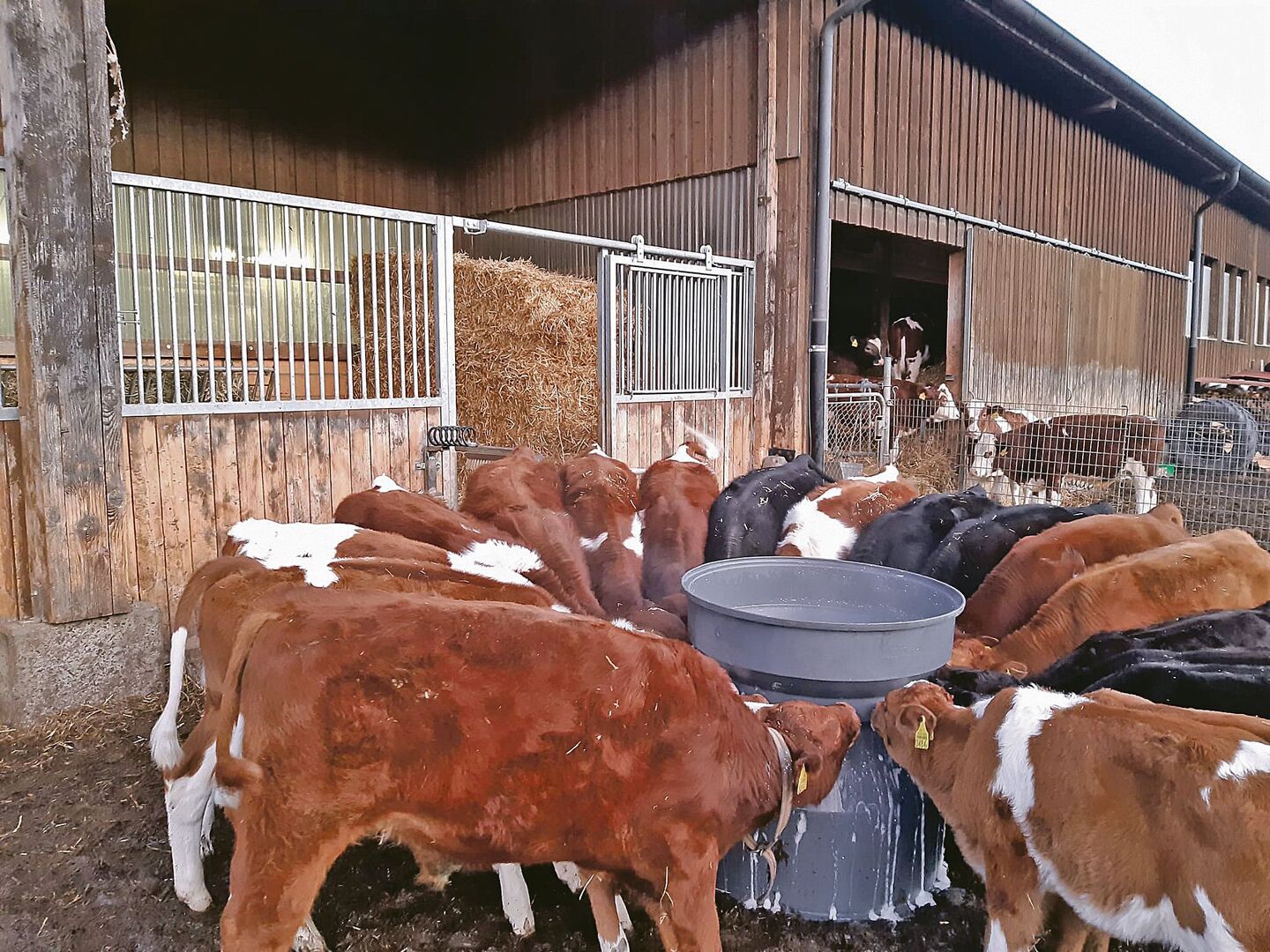 Der Andrang ist gross, wenn Selina Eberhard mit der Milkbar zu den Kälbern kommt.