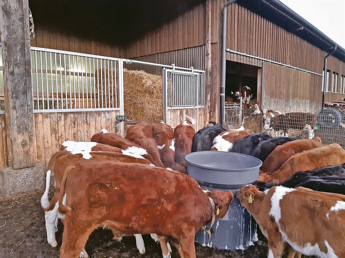 Der Andrang ist gross, wenn Selina Eberhard mit der Milkbar zu den Kälbern kommt.