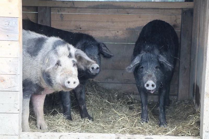 5de6e3bb6109bf20770a034ae0c9596d84d444b0 Wer kommt denn da zu Besuch? Alpenschwein-Eber Jamie (links, gefleckt) und die beiden schwarzen Alpenschwein-Sauen Peppa (Mitte) und Daisy. (Bild as)