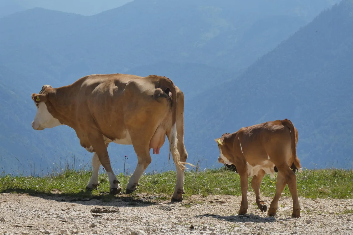 kuehe_alpen_elsemargriet Im Szenario «Weiter wie bisher» wird es in den Alpen bis 7 Grad wärmer