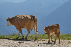 Heisser und trockener wird es im Alpgebiet, so die Prognose. Wasser wir da ein grosses Thema, zumal es wegen schrumpfender Schneedecken im Sommer weniger Schmelzwasser geben wird.