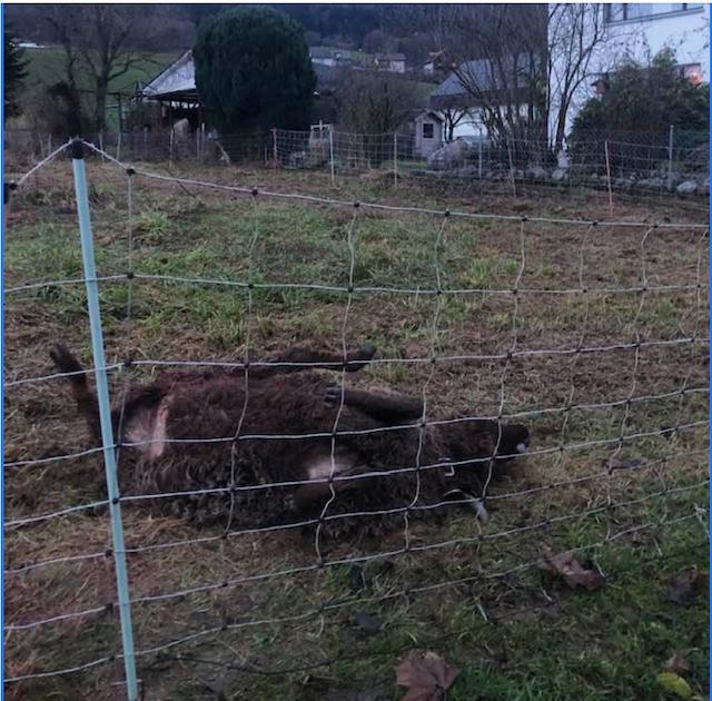 Ein Wolf schlug am Heiligenabend in Kaufdorf BE zu. (Bild cn)
