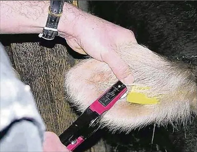 148470fc3bd6ffc6988f2dba2082ecbca3b0952c 2008 startete das BVD-Ausrottungsprogramm. 2019 wird die Schraube weiter angezogen. (Bild pf)