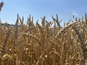 Die Zunahme des Winterweizens kompensiert die Abnahme des Sommerweizens.