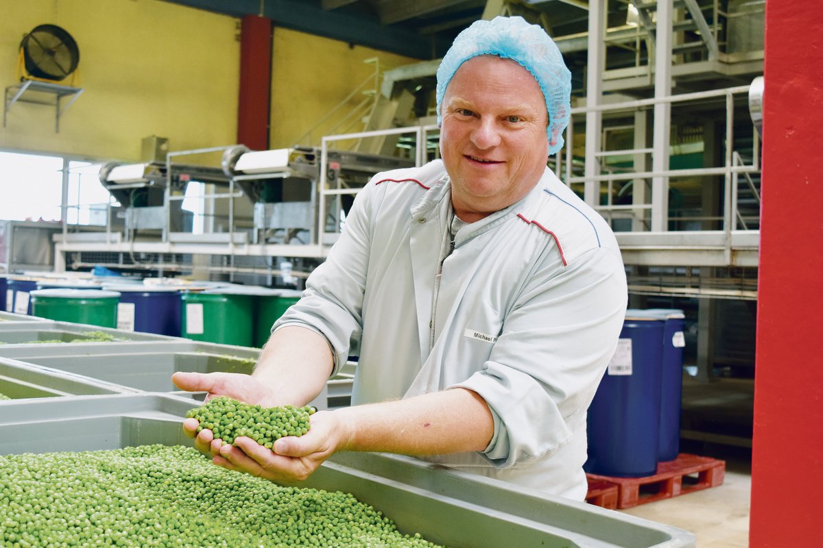 Michael Püringer zeigt die Erbsen, die am frühen Morgen angeliefert wurden und nun verarbeitet werden. Er arbeitet bereits seit 22 Jahren bei der Hilcona. (Bilder Stefanie Giger)