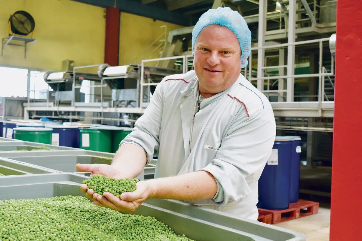b1aa3b7b377becd61ed142216d83a67e89ef1175 Michael Püringer zeigt die Erbsen, die am frühen Morgen angeliefert wurden und nun verarbeitet werden. Er arbeitet bereits seit 22 Jahren bei der Hilcona. (Bilder Stefanie Giger)