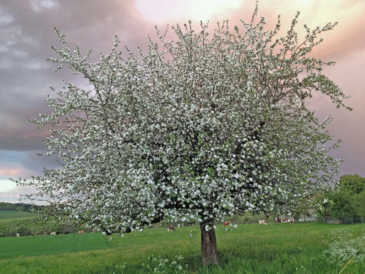 fe9cf25a286226769821d76d83898de13c980e5e88def957a04389db2cf4d78d Bei einem nicht geschnittenen Obstbaum ist Überbehang zu erwarten. Die Früchte bleiben klein, der Gehalt an Nährstoffen und Zucker ist gering.