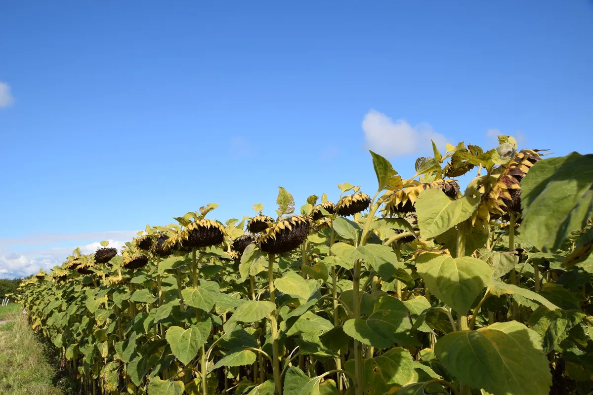 bz-mrkt1-51-artikel-sjh Trotz grösserer Anbaufläche tiefere Erträge bei Sonnenblumen und Soja