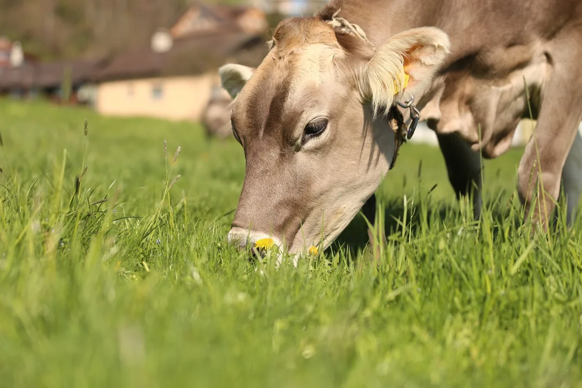 braunvieh_reb «More Than Milk Queen»: Neue Ehrung für Braunviehkühe