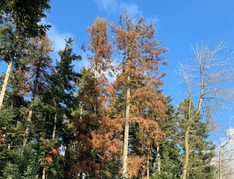 Sehr viele Parzellen vor allem in untern Lagen seien geschwächt von den Stürmen und dem trockenen Wetter im letzten Jahr. (Bild Josef Scherer)