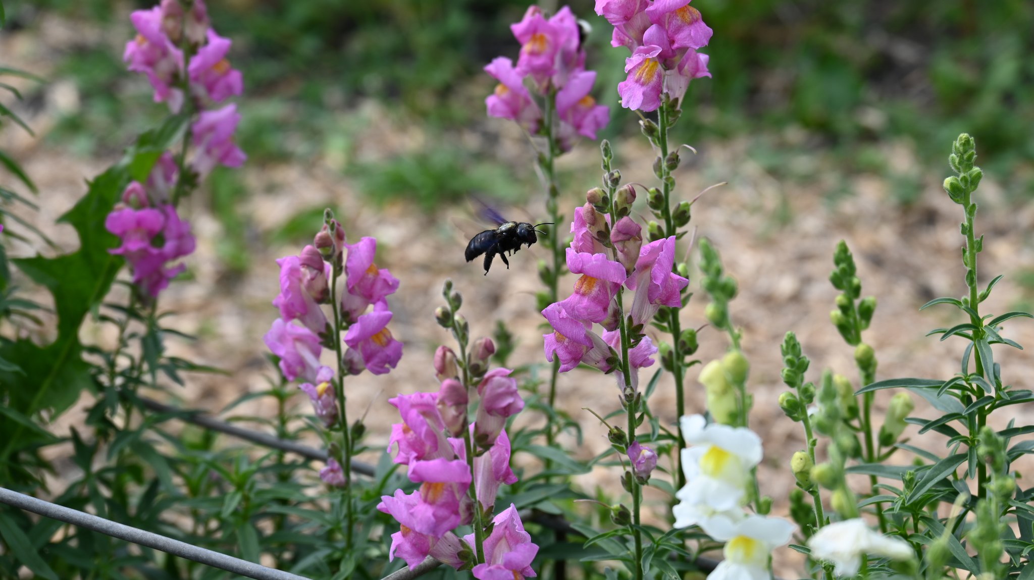 Blumen sind eigentlich ihre Quelle von Freude