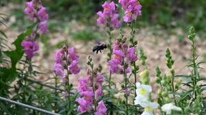 Mehrere Wochen hat es gedauert, bis sich im Blumengarten wieder Insekten zeigten.