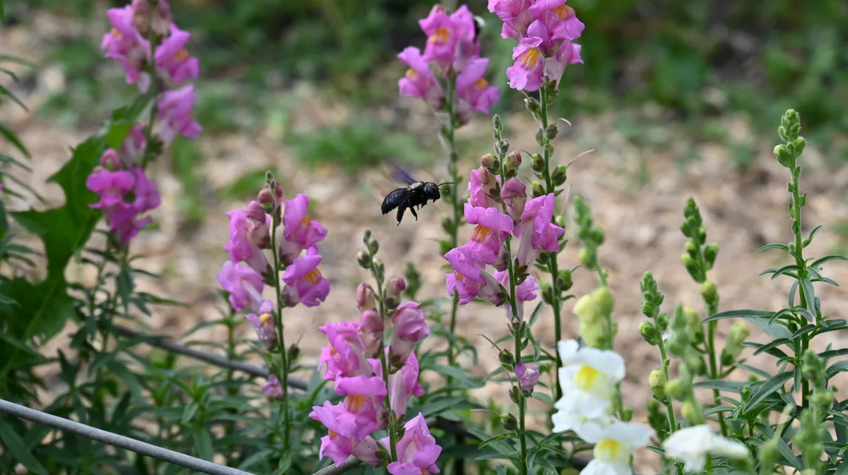 Blumen sind eigentlich ihre Quelle von Freude