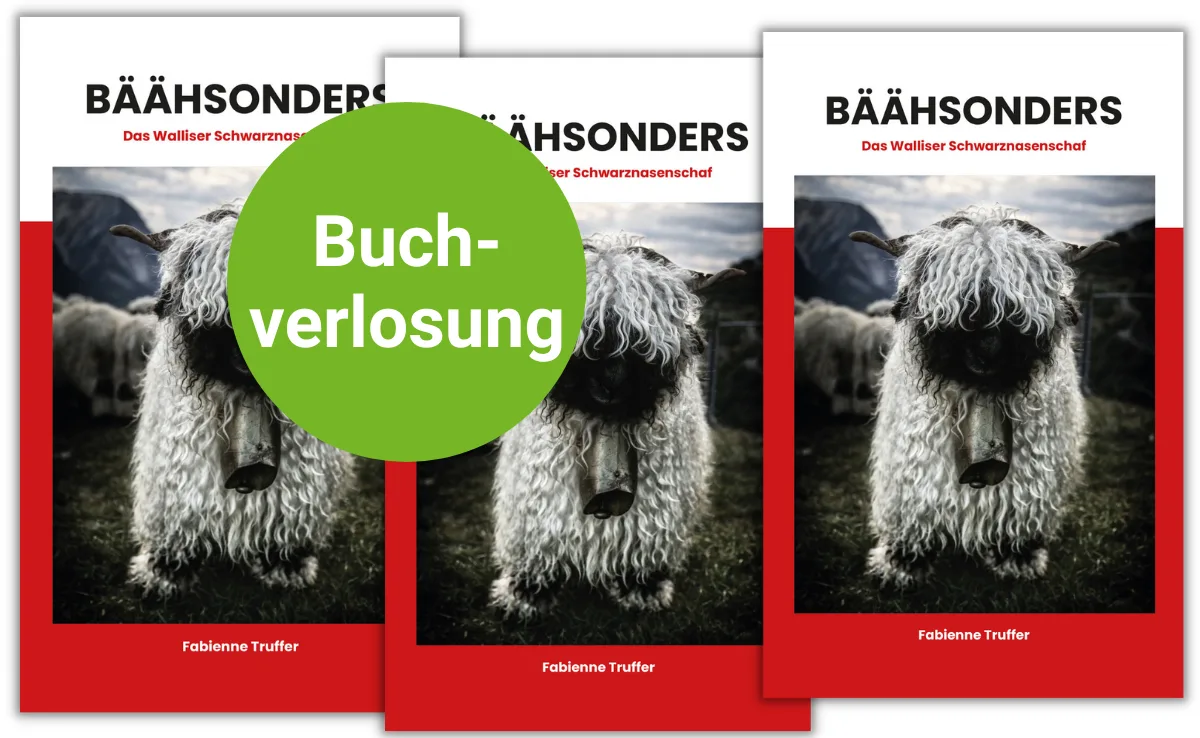 Verlosung-schwarznasenschafe «Bäähsonders» ist ein besonderes Buch über das besondere Walliser Schwarznasenschaf