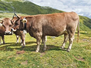 Die Monatspauschale für extensiv aufgezogene Rinder mit einem späten Erstkalbealter ist rund 40 Franken tiefer angesetzt als in der intensiven Aufzucht.