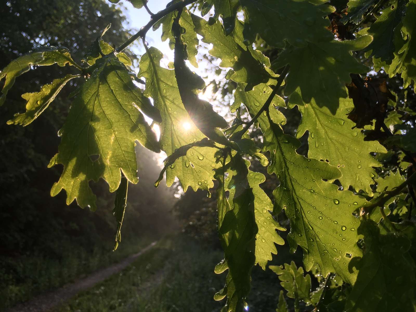 Um die natürlichen Ökosysteme zu erhalten und den Verlust an Biodiversität zu stoppen, müssen die Kantone ihre Anstrengungen zum Schutz der Naturräume fortsetzen und die Ausbreitung der Siedlungsflächen begrenzen. (Bild Nicole Geiser)