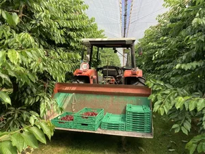 Die Schweizer Kirschenproduktion ist bereits in vollem Gange und der Schweizer Obstverband erwartet dieses Jahr eine überdurchschnittliche Ernte