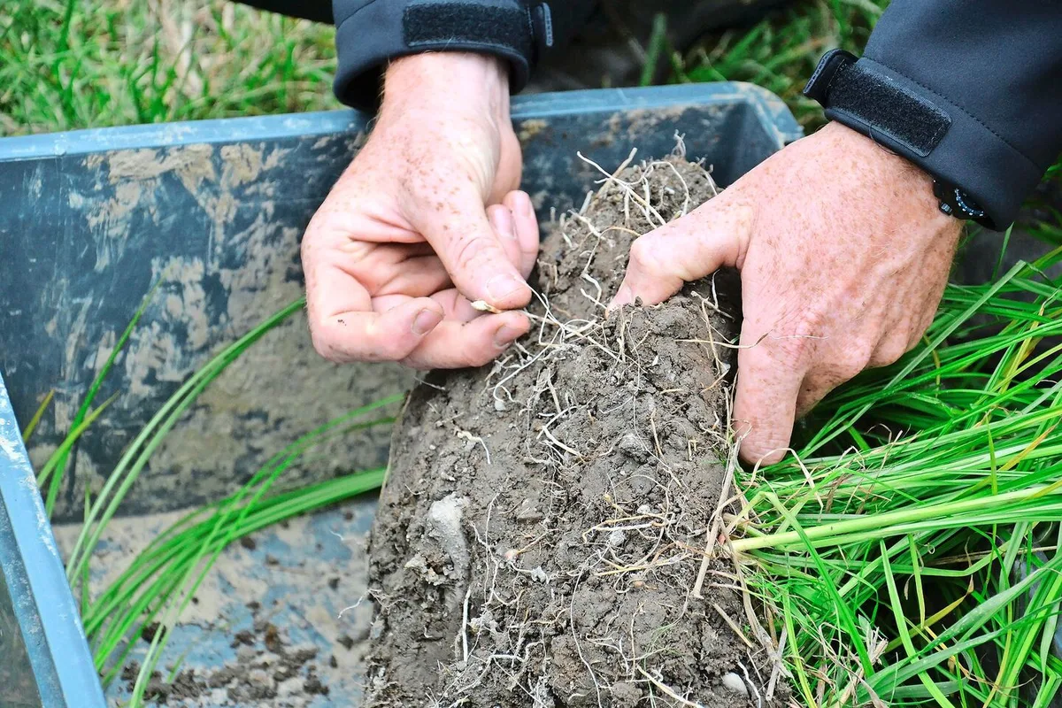 In Frühlings- und Gemüsekulturen ist Erdmandelgras sehr konkurrenzstark. Kleine Nester und Erstbefälle bleiben oft unerkannt – fatalerweise, denn die Erdmandeln (siehe Bild) sind allzu schnell verschleppt.
