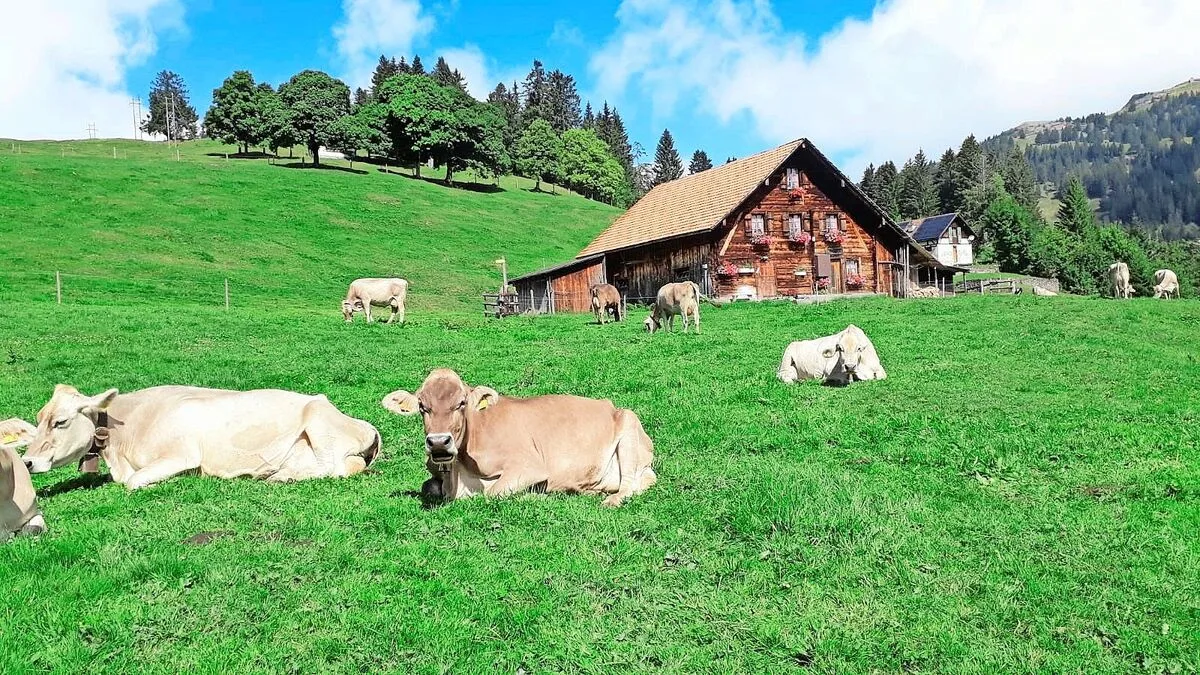 9f65e614b5e82e170e755b8431264ec23faf80f1d5ab7bd11446b65120714e96 Zufriedene Kühe auf saftigen Alpweiden, dieses Bild prägt das Tourismusgebiet Rigi. Das Absatzpotenzial für Alpkäse möchten neun Rigi-Älpler mit der neuen Käserei auf Rigi First zukünftig vermehrt nutzen.