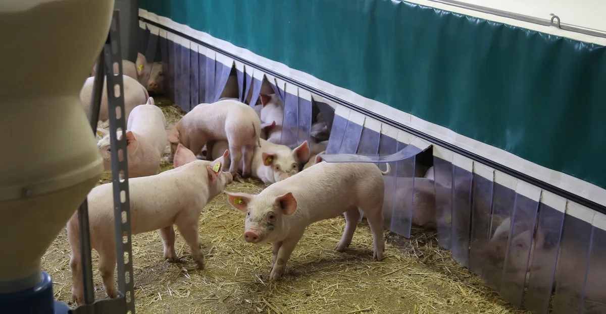 Ferme-Cotting_Schweineaufzucht_Ferkelnest-Iso-Nest Mit der richtigen Temperatur und gutem Management zum Erfolg
