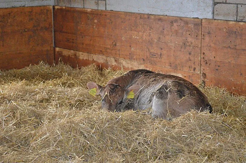 Ein Kalb liegt müde im Stroh.