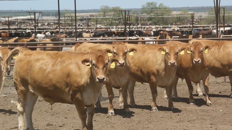 Aufgrund der enormen Grösse des Betriebs fiel der Betrug zuerst nicht auf. (Symbolbild lid)