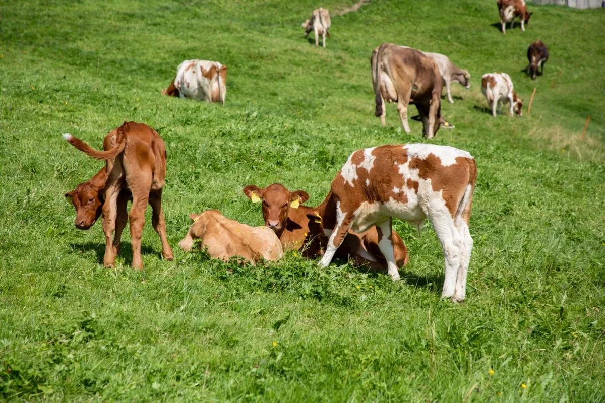 fda1c3ef119356b73b873e9d42359ba7e06a91b3 Das sieht man selten: Milchkühe und ihre Kälber auf der gleichen Weide. Bild: Gian Vaitl