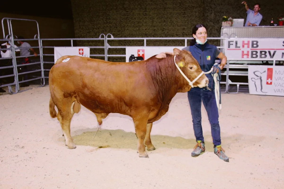 2c0b8f87b38fb3df7ddd1e987790a09fd9d75434 Den 14-monatigen Stier «Oberhof’s Merlo» von Céline Haas aus Ohmstal kaufte Swissgenetics für 8800 Franken.(Bild Hans Rüssli)