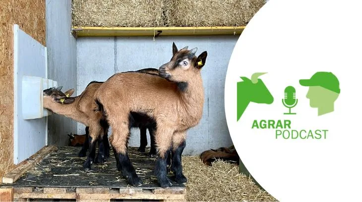 Die fünfte Episode des «AgrarPodcasts» unter anderem mit Themen wie Bündner Bio-Gitzi, Lawinenbeobachter und einem Marktkommentar zum Kälbermarkt (Bild: «die grüne»/Jürg Vollmer)