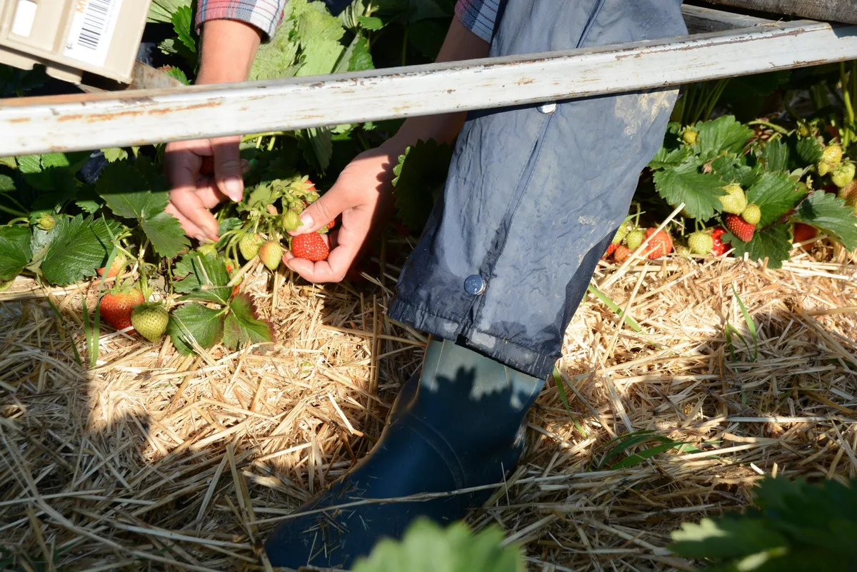 Landwirtschaftliche Angestellte: Uniterre und Verbündete fordern bessere Arbeitsbedingungen