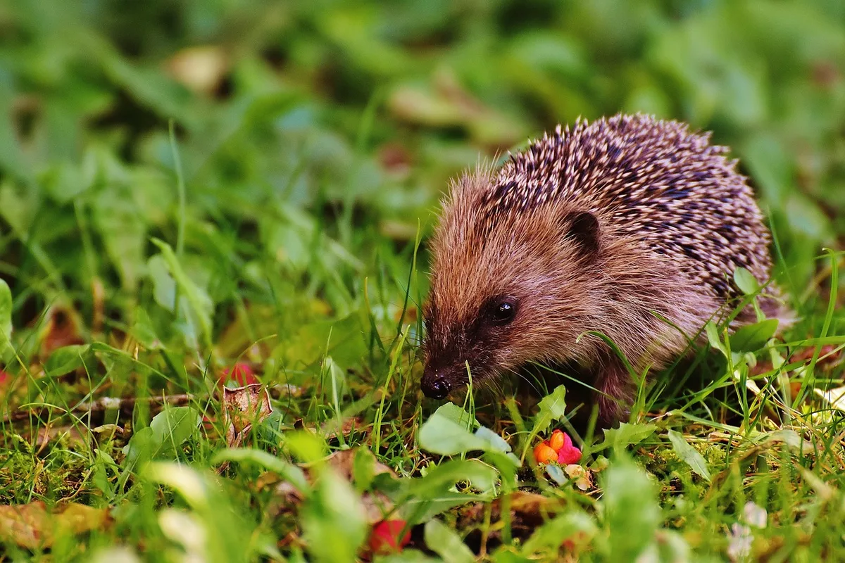 hedgehog-child-1696317_1280 Tierärzte im Dilemma: Behandlung von Wildtieren nur mit Bewilligung erlaubt
